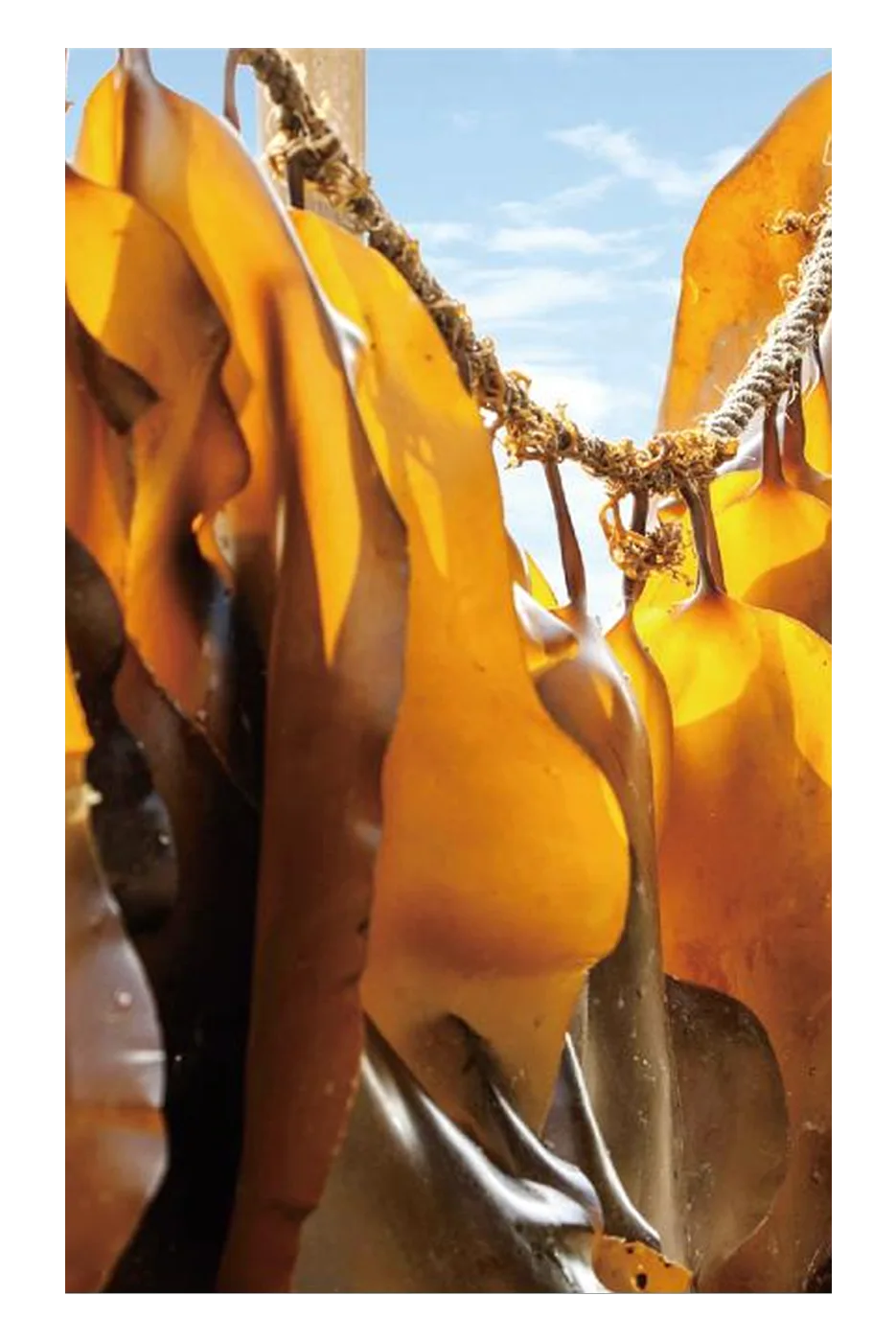 Kelp extract