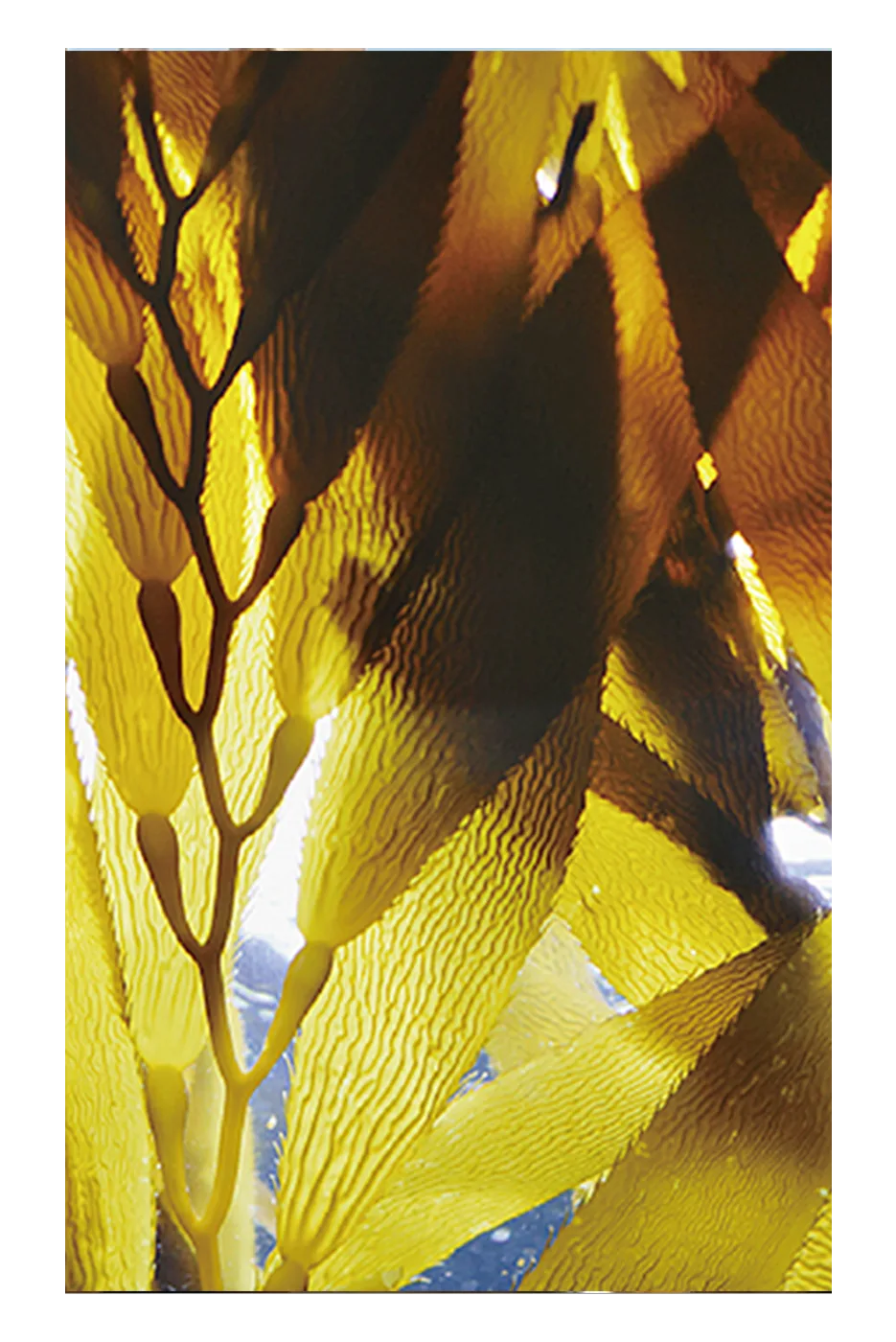 Sargassum