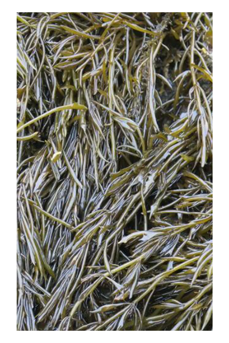 Sargassum fusiforme